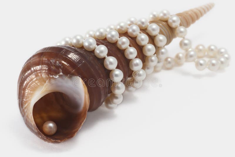Cone sea shell and pearl stock photo Cone sea shell and pearl stock photo