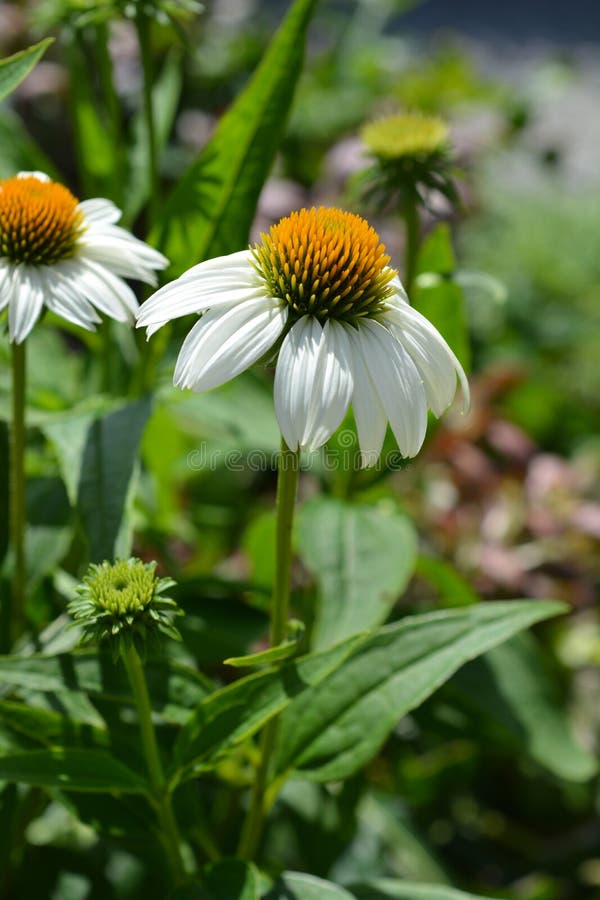 Coneflower bianco fotografie stock libere da diritti Coneflower bianco fotografie stock libere da diritti
