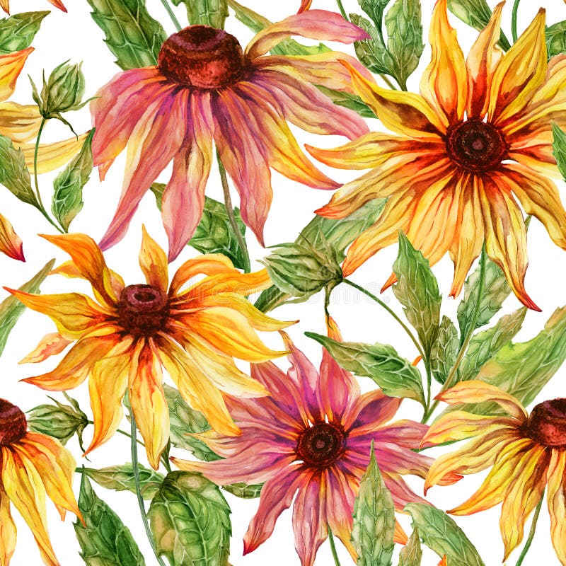 Coneflower bonito das flores do echinacea com as folhas no fundo branco Teste padrão floral sem emenda Pintura da aguarela ilustração do vetor Coneflower bonito das flores do echinacea com as folhas no fundo branco Teste padrão floral sem emenda Pintura da aguarela ilustração do vetor