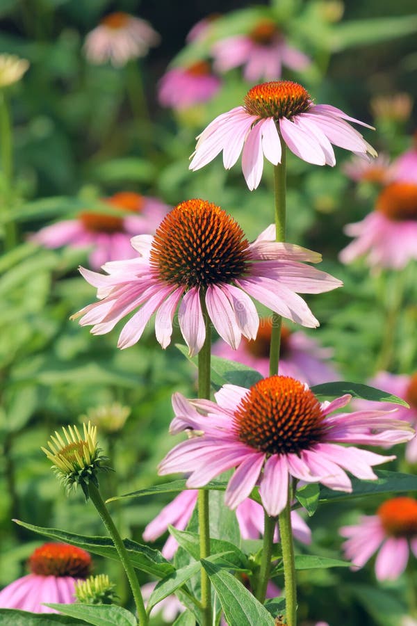 Coneflower stock photo. Image of plant, echinacea, blossom 44480018