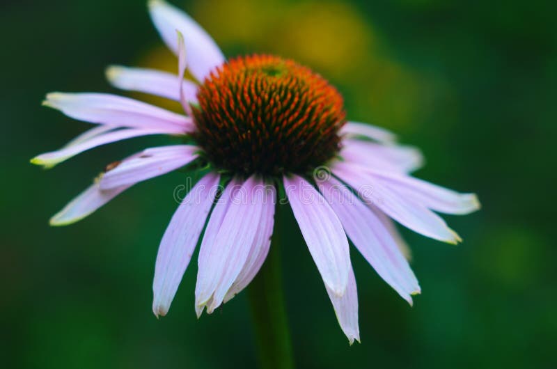 Coneflower, Echinacea Angustifolia in the Garden Stock Photo Image of medicinal, color 191256804