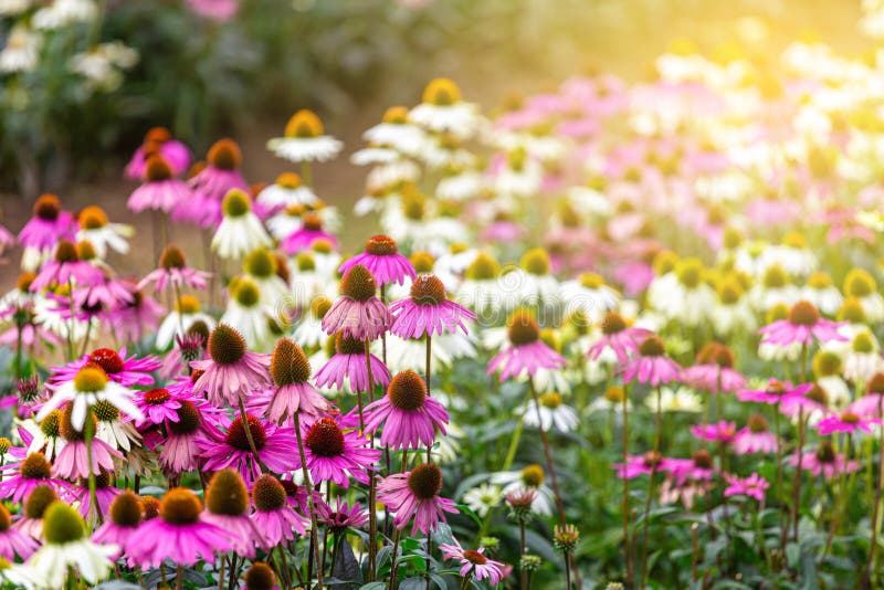 Coneflower Echinacea Purpurea Grows Beautifully in the Garden with Sun