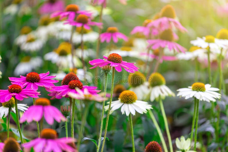 Coneflower Echinacea Purpurea Grows Beautifully in the Garden with Sun