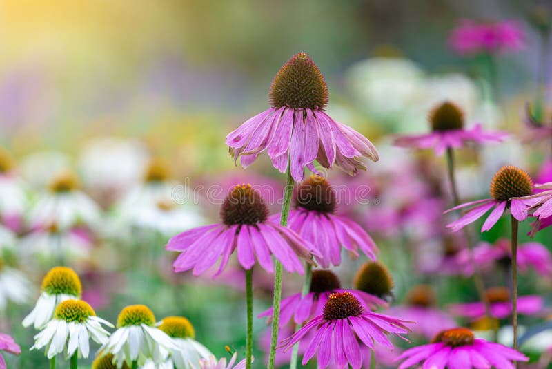 Coneflower Echinacea Purpurea Grows Beautifully in the Garden with Sun
