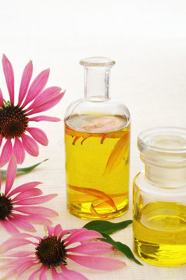 Coneflower essential oil in bottle royalty free stock image Coneflower essential oil in bottle royalty free stock image