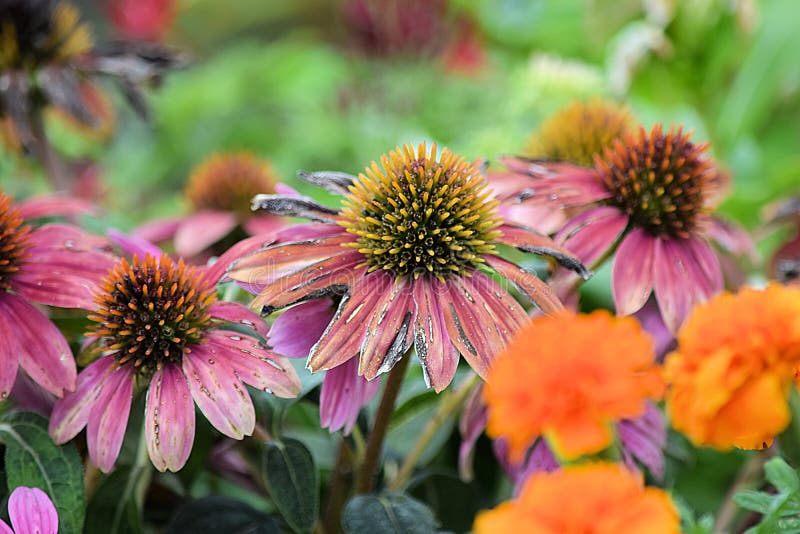 Coneflower flower blooms backgrounds