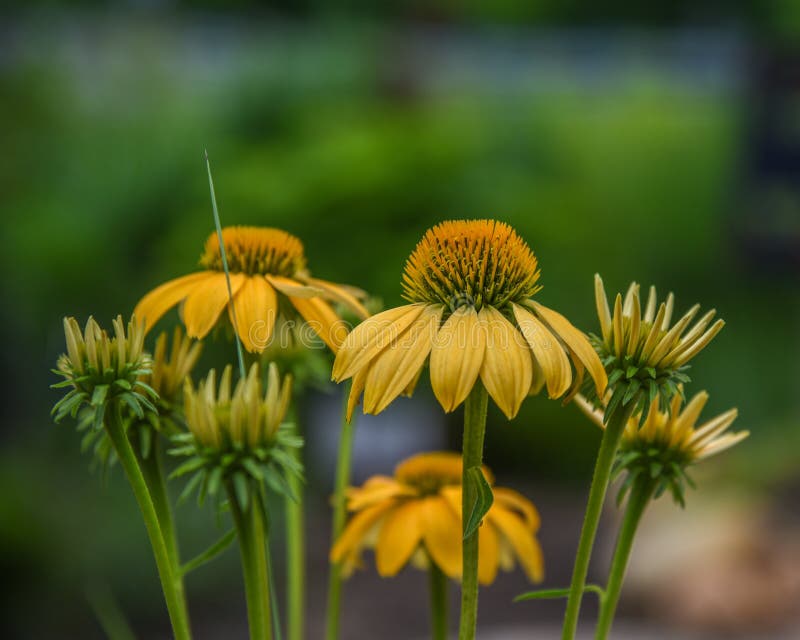 Coneflower Harvest Moon stock image. Image of summer 93985323