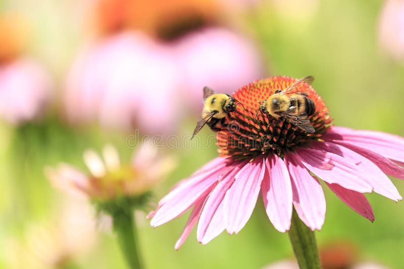 Lincoln Memorial Gardens Stock Photos Download 28 Royalty Free