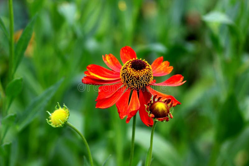Coneflower rosso fotografia stock libera da diritti