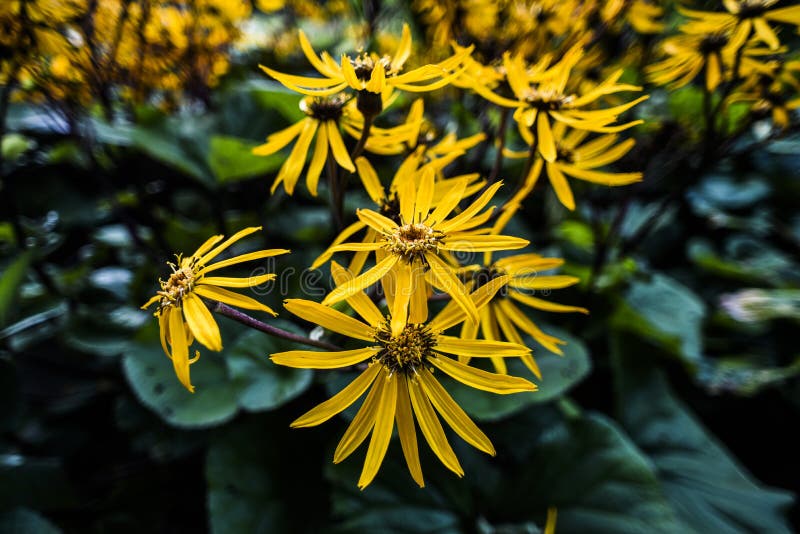 Coneflowers amarillos que florecen en jardín, otoño temprano del tiempo de verano foto de archivo Coneflowers amarillos que florecen en jardín, otoño temprano del tiempo de verano foto de archivo