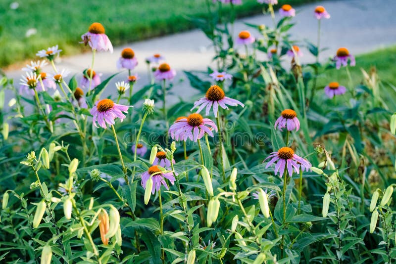 The Coneflowers Blooming Alongside of Tiger Lilies in the Garden Stock Photo Image of detail