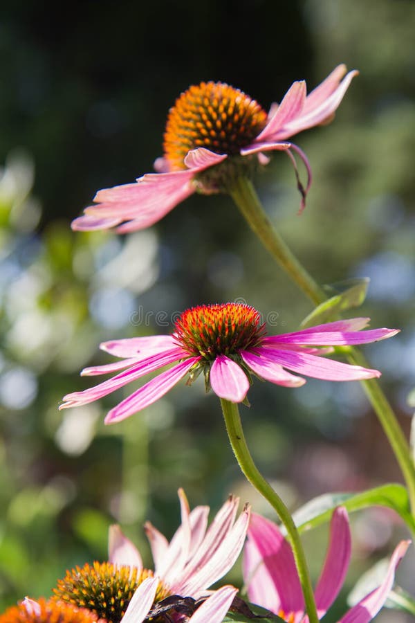 The Coneflowers Echinacea stock photo. Image of fresh 228753030