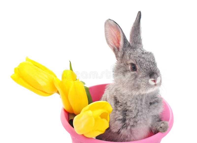 Conejito con el tulipán aislado en blanco fotos de archivo libres de regalías Conejito con el tulipán aislado en blanco fotos de archivo libres de regalías