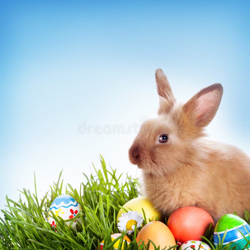 Conejo de Pascua y huevos de Pascua fotos de archivo libres de regalías