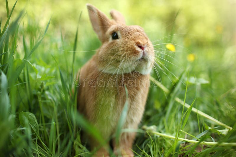 Portrait of rabbit in green grass. Portrait of rabbit in green grass