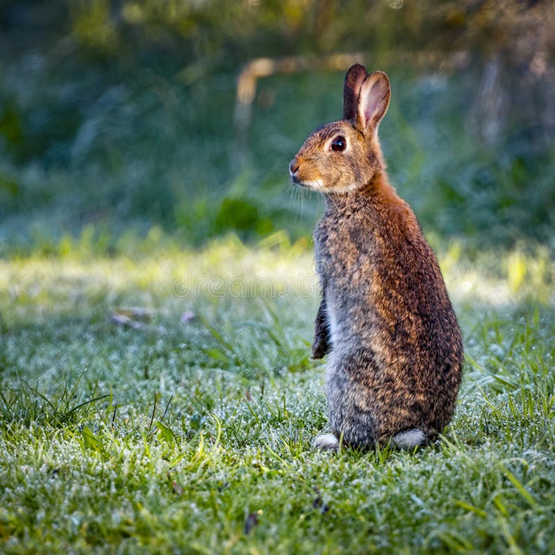 Conejo común salvaje 3 (cuniculus del Oryctolagus) que se sienta en trasero foto de archivo libre de regalías Conejo común salvaje 3 (cuniculus del Oryctolagus) que se sienta en trasero foto de archivo libre de regalías