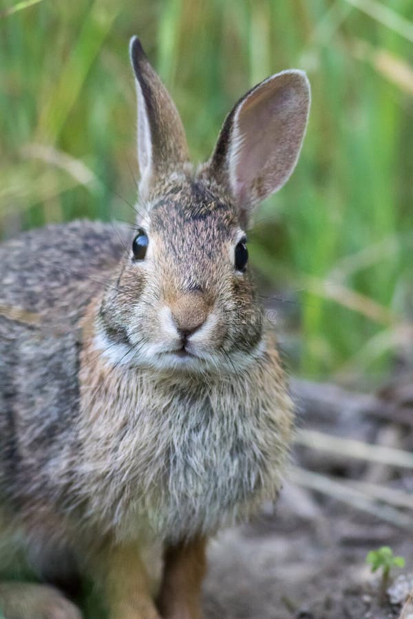 Conejo de cola de cottontail oriental cerrado con luz matutina suave