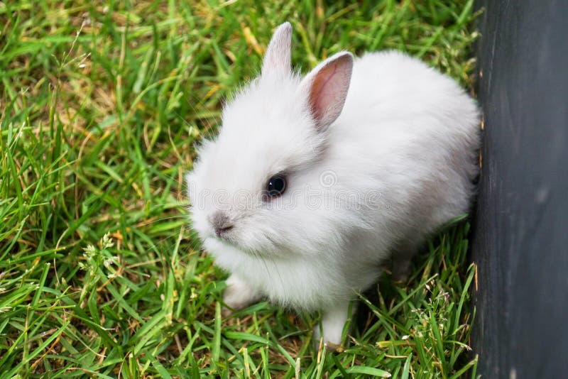 Conejo De Conejito Blanco Del Bebé Imagen de archivo