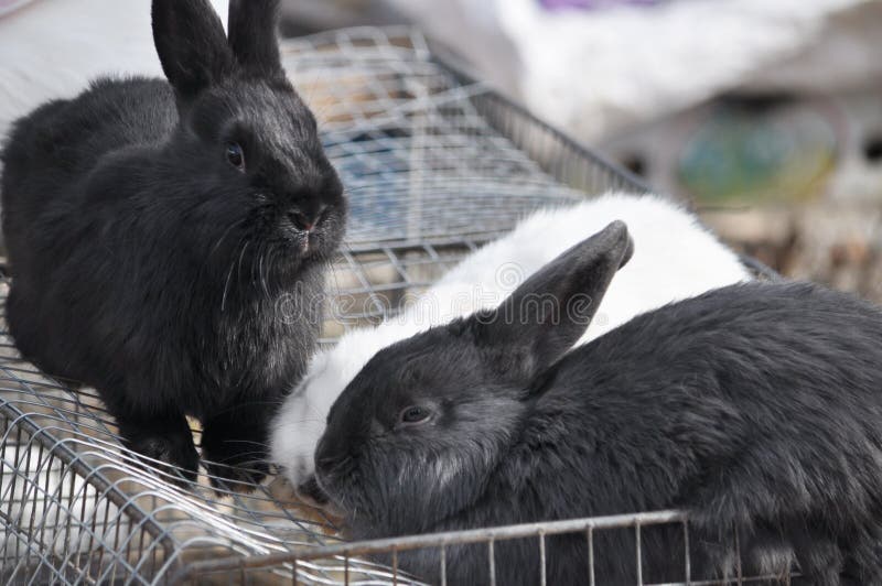 Conejo En La Venta Del ` S De La Demostración Foto de archivo Imagen