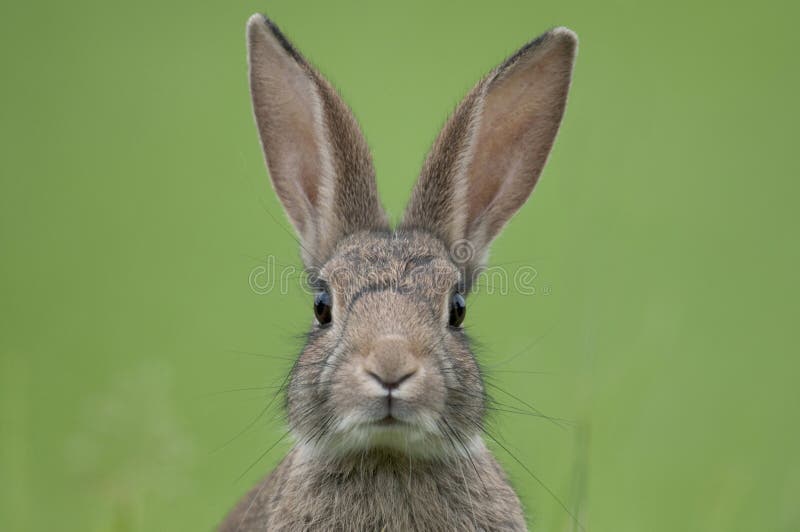 Conejo europeo (cuniculus del Oryctolagus)
