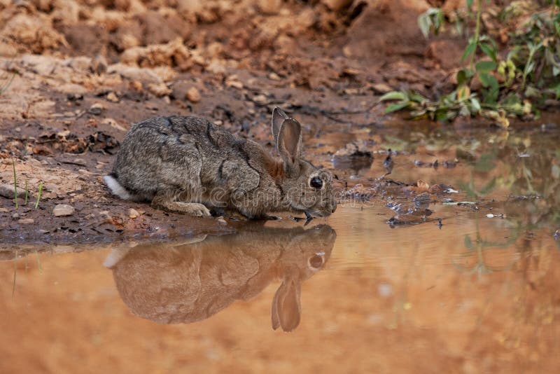 Conejo europeo o conejo común, Oryctolagus cuniculus, beber en una laguna imagen de archivo Conejo europeo o conejo común, Oryctolagus cuniculus, beber en una laguna imagen de archivo