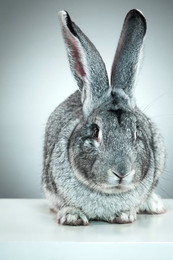 Conejo europeo o conejo del campo común, 2 meses, cuniculus del Oryctolagus imagen de archivo libre de regalías Conejo europeo o conejo del campo común, 2 meses, cuniculus del Oryctolagus imagen de archivo libre de regalías