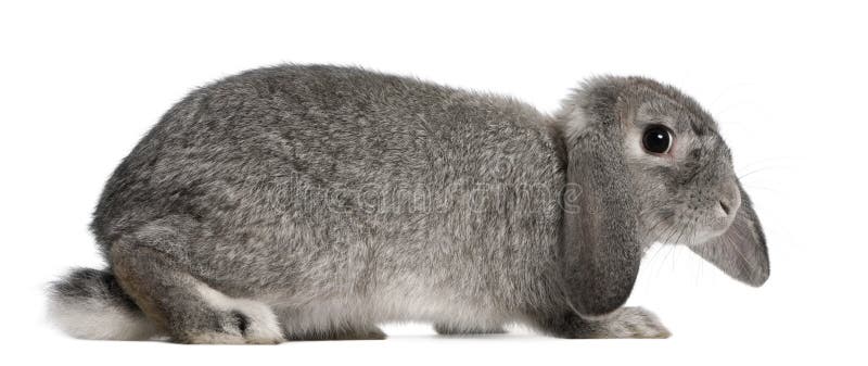 Conejo francés del Lop, 2 meses, Oryctolagus imágenes de archivo libres de regalías Conejo francés del Lop, 2 meses, Oryctolagus imágenes de archivo libres de regalías