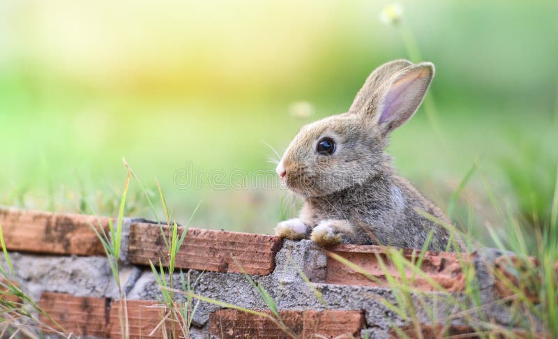 Conejo lindo que se sienta en la pared de ladrillo y el prado verde de la primavera del campo/caza del conejito de pascua para el