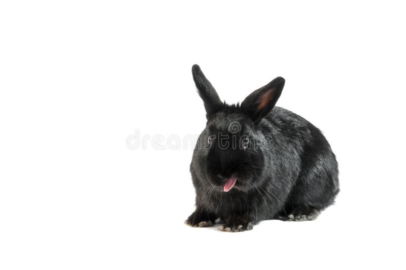 Conejo negro aislado en el fondo blanco que se pega la lengua hacia fuera fotografía de archivo Conejo negro aislado en el fondo blanco que se pega la lengua hacia fuera fotografía de archivo
