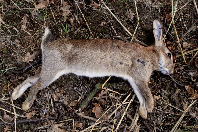 Conejo salvaje muerto imagen de archivo.