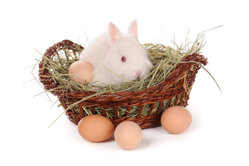 Conejo y huevos blancos del bebé en una cesta