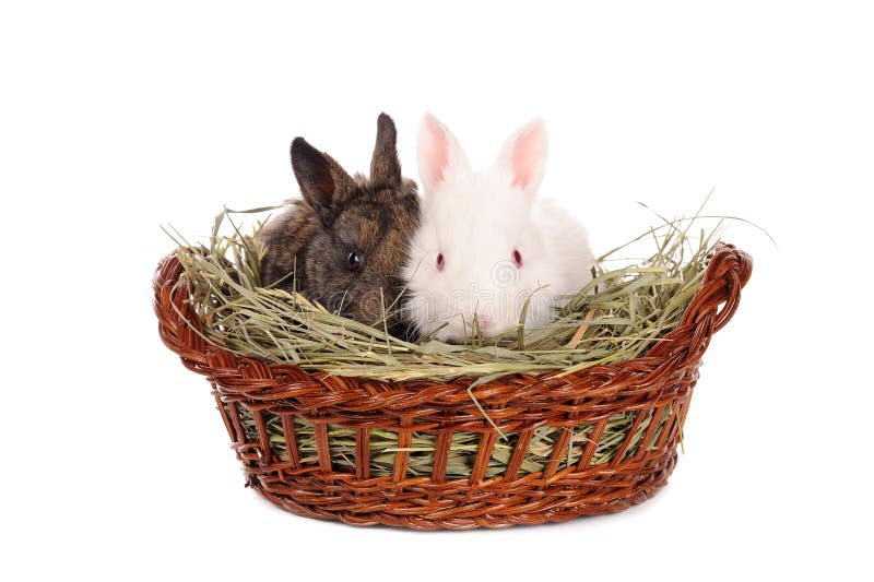 Conejos blancos y grises del bebé en una cesta
