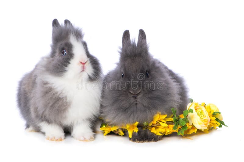 Conejos Enanos Lindos Con La Corona De Flores Foto de archivo - Imagen de  conejos, primavera: 209615694