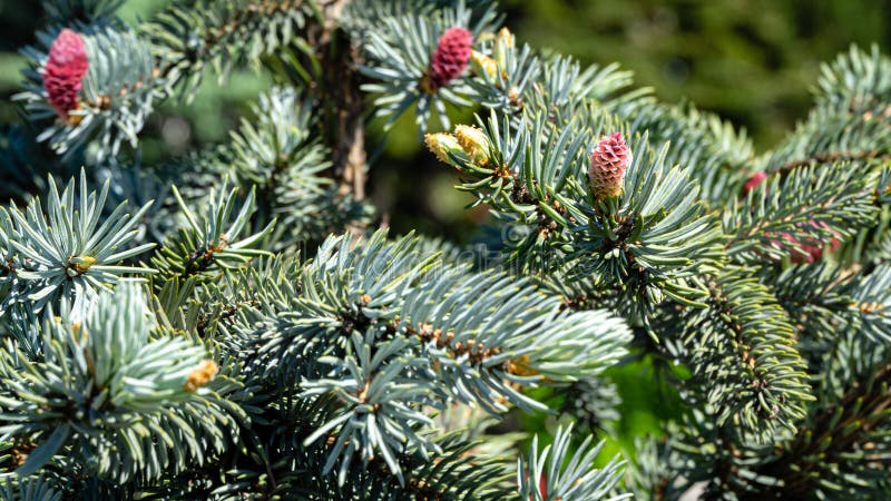 Cones cor-de-rosa novos bonitos em pungens azuis Hoopsii do Picea do abeto vermelho Abeto vermelho azul de prata em combinação co fotografia de stock royalty free Cones cor-de-rosa novos bonitos em pungens azuis Hoopsii do Picea do abeto vermelho Abeto vermelho azul de prata em combinação co fotografia de stock royalty free