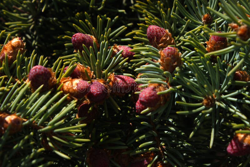 Cones de abeto novos da cor bonita em ramos verdes imagem de stock Cones de abeto novos da cor bonita em ramos verdes imagem de stock