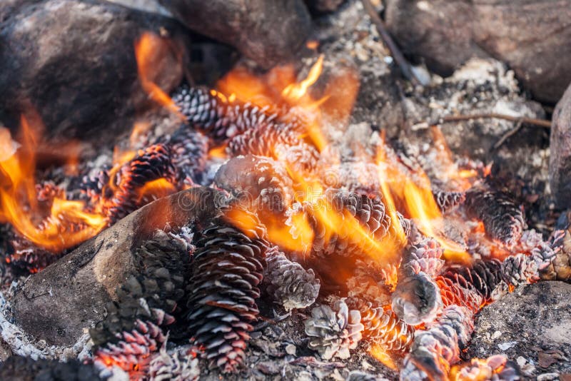 Burning cones close up stock image. Image of bonfire 29485489