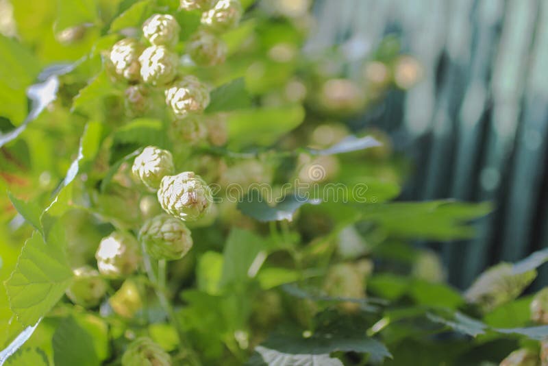 Cones and hop leaves in the sunshine royalty free stock photography Cones and hop leaves in the sunshine royalty free stock photography