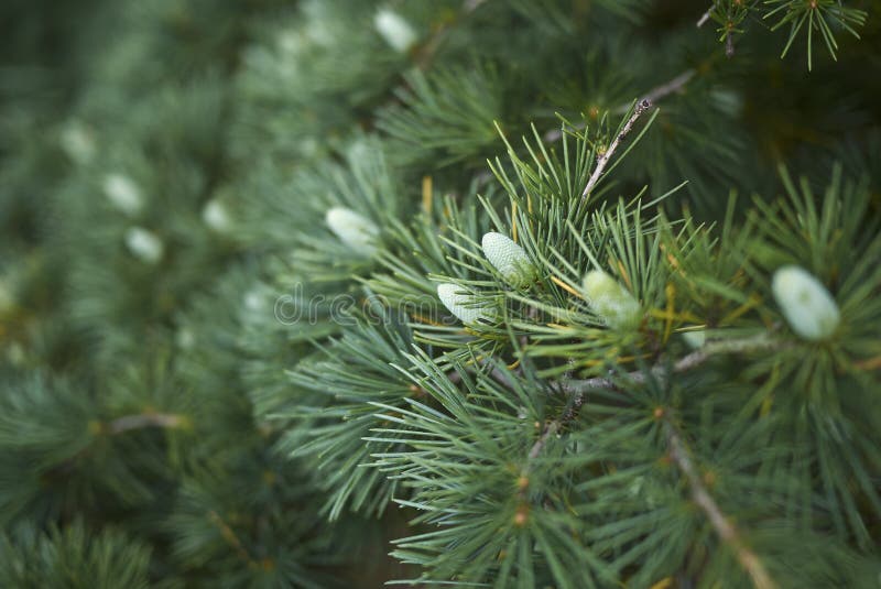 Cedrus deodara branches royalty free stock images