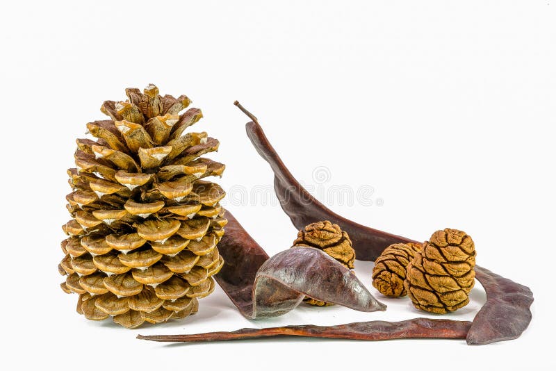 Cones of pine, sequoia and Seed Pod, California, isolated on the white background.