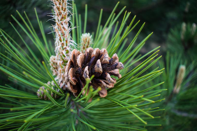 Cones of spruce and pine, dry, brown. Mature fruits that survived the winter on the background of sand in the forest.