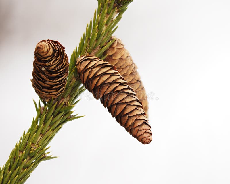 Cones of a Spruce tree. Cones of a Spruce tree.