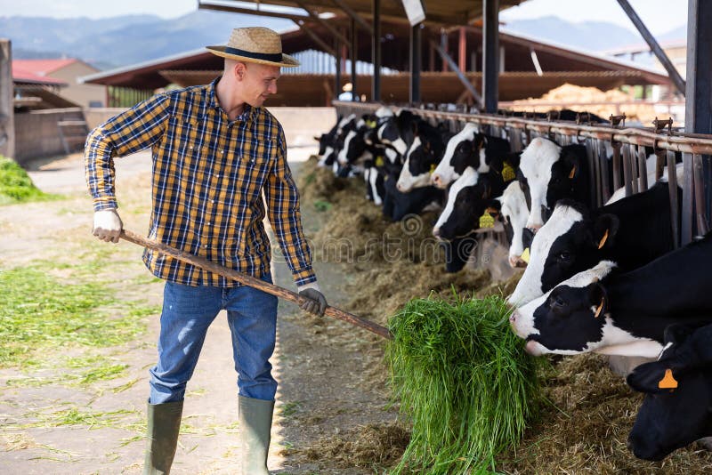 Confident Farmer Feeding Cows with Hay in Cowshed of Dairy Farm Stock