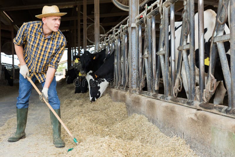 Confident Farmer Feeding Cows with Hay in Cowshed of Dairy Farm Stock