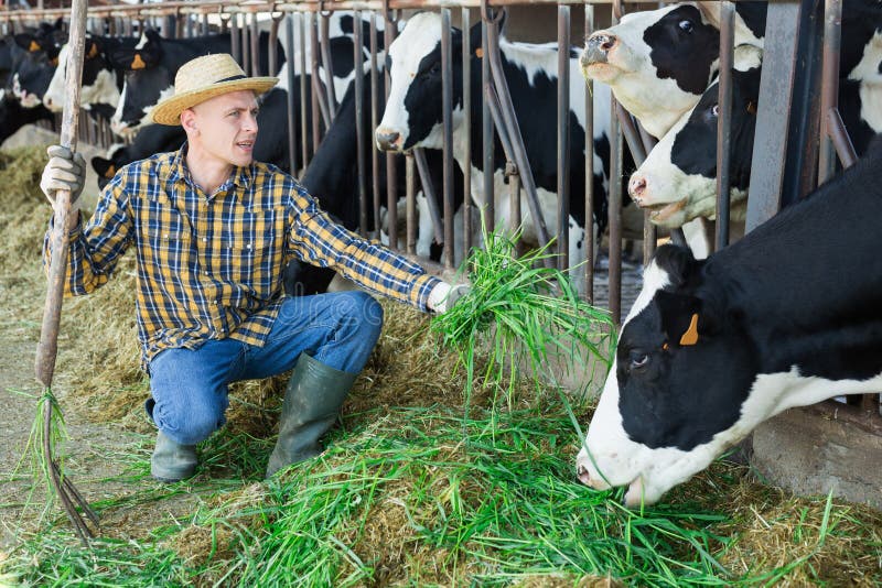 Confident Farmer Feeding Cows with Hay in Cowshed of Dairy Farm Stock