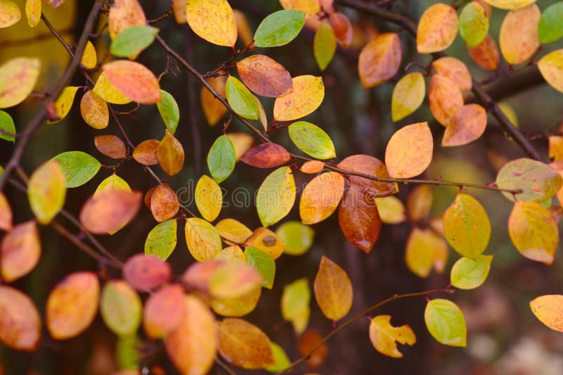 Configuration d'automne avec les lames rouges, vertes, et de jaune photographie stock Configuration d'automne avec les lames rouges, vertes, et de jaune photographie stock