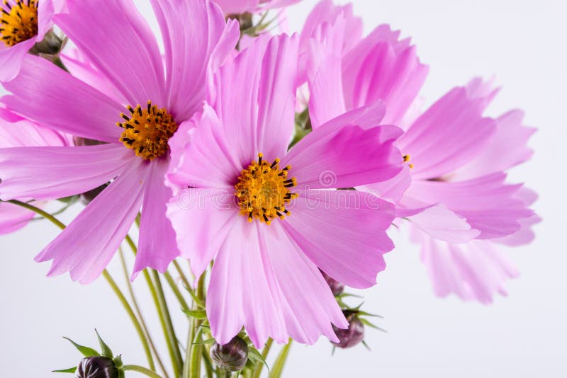 Configuration de fleur d'été Fleurs sensibles de rose de cosmos photographie stock Configuration de fleur d'été Fleurs sensibles de rose de cosmos photographie stock
