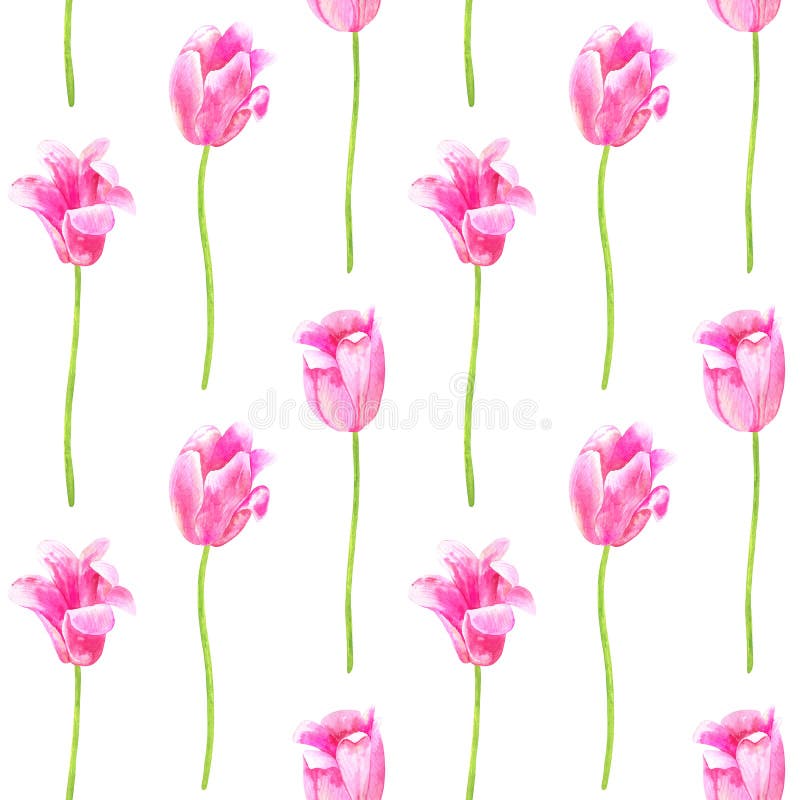 Seamless pattern. Pink tulips. Hand drawn watercolor. Isolated on white background. Texture for print, fabric, textile, wallpaper. Seamless pattern. Pink tulips. Hand drawn watercolor. Isolated on white background. Texture for print, fabric, textile, wallpaper