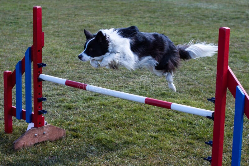 Confine Collie Jumping sopra l'ostacolo di agilità immagini stock Confine Collie Jumping sopra l'ostacolo di agilità immagini stock