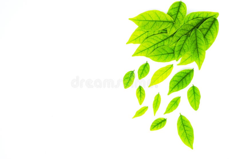 Confine con la foglia verde, fondo per progettazione su Libro Bianco immagine stock libera da diritti Confine con la foglia verde, fondo per progettazione su Libro Bianco immagine stock libera da diritti