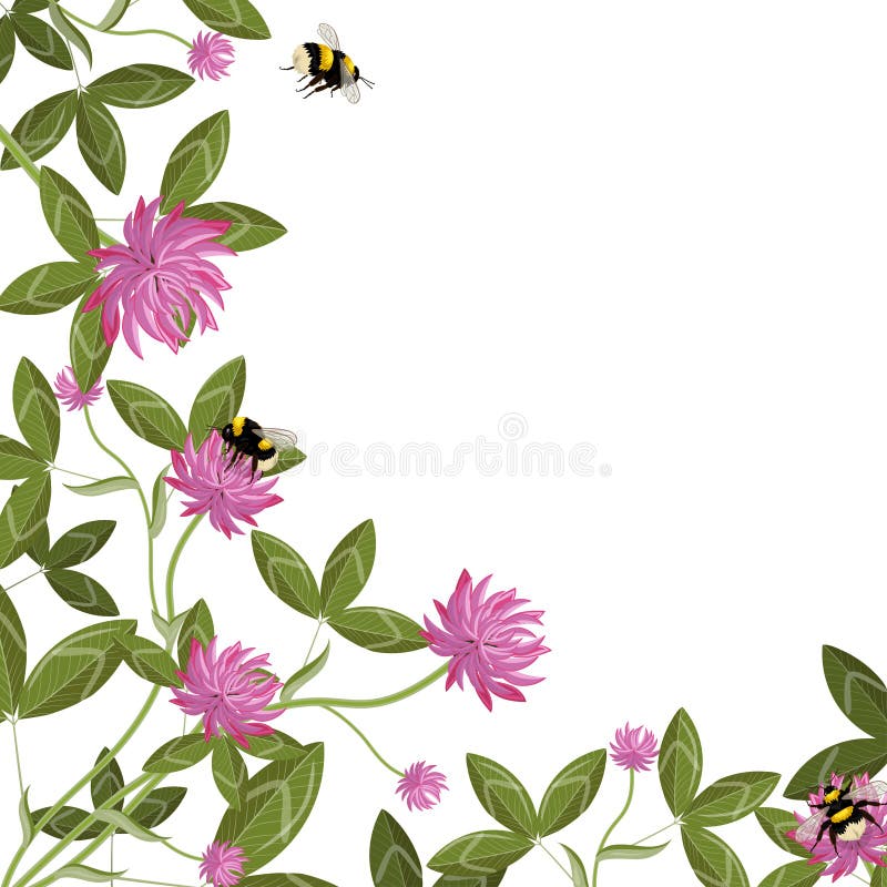 Confine d'angolo delle foglie del trifoglio, dei fiori e dei bombi, struttura floreale vuota su un fondo bianco Composizione in v illustrazione di stock Confine d'angolo delle foglie del trifoglio, dei fiori e dei bombi, struttura floreale vuota su un fondo bianco Composizione in v illustrazione di stock
